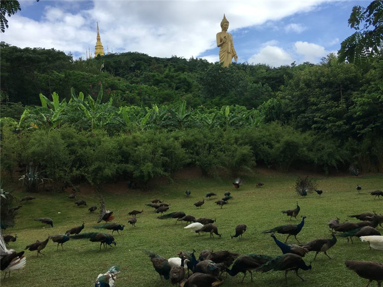 【奢享版纳】郑州直飞云南西双版纳双飞5日纯玩游-第4张图片-河南中青旅行社【官方网站】-郑州旅行社-河南中青旅官网-河南旅行社-河南出发-郑州出发，0371-88881500